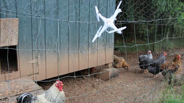 یک کوادکوپتر به دلیل عدم آموزش پرواز کوادکوپتر در فنس های محافظ یک مرغداری گیر کرده است