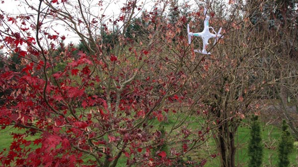 یک کوادکوپتر اولین پرواز کوادکوپتر در درخت های کوچک گیر کرده است و احتمالا آسیب دیده است